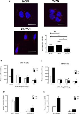 IFI27/ISG12 Downregulates Estrogen Receptor α Transactivation by Facilitating Its Interaction With CRM1/XPO1 in Breast Cancer Cells